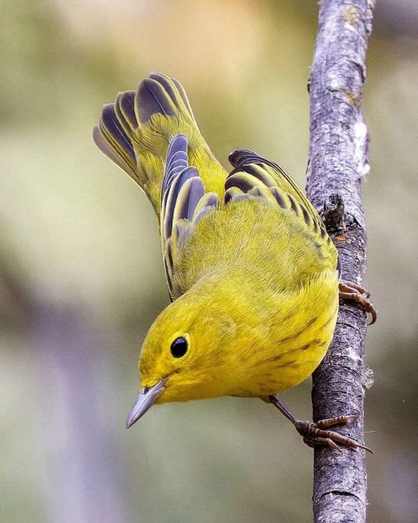 Yellow Finch on branch, tattoo flash inspiration for Tolland ct tattoo artist
